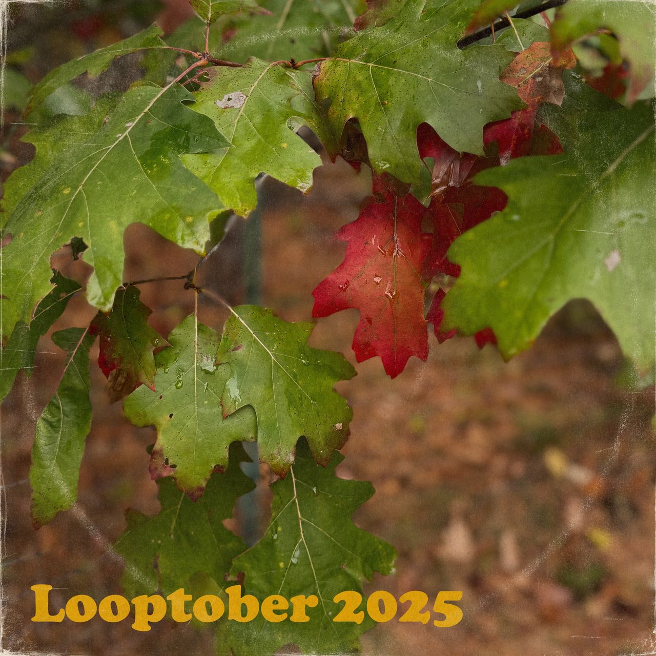 Green and red oak leaves, damp with rain
